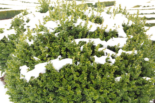 Green leaves of common boxwood covered with snow in January