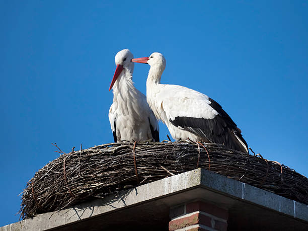 High above top view on the storks nest. Two Storks sitting in the nest close up