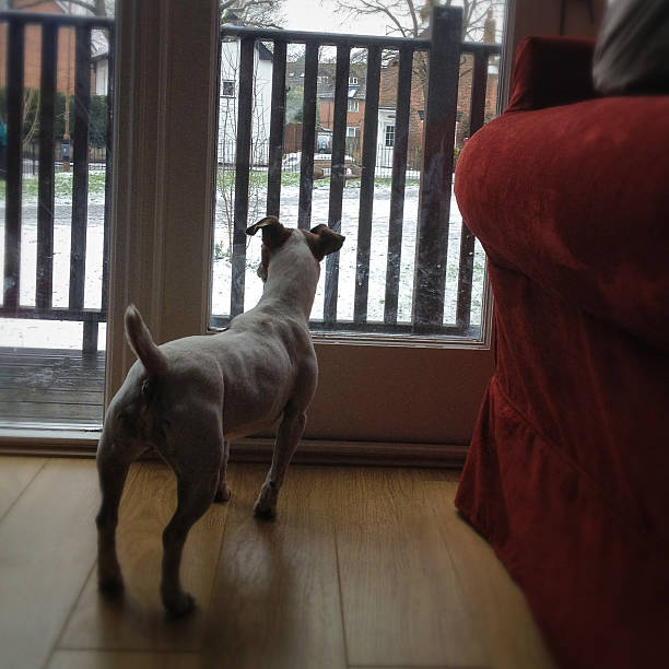 istock Jack Russell Terrier dog looking out at snow 452626417