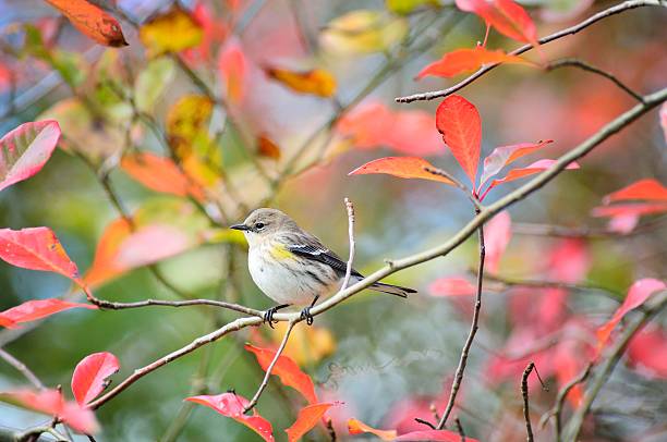 Yellow-rumped Warbler In Fall This is yet another bird picture, a  Myrtle Warbler, Setophaga coronata, aka Yellow-rumped Warbler, perched in a sumac tree during its fall migration to warmer climes assateague island national seashore photos stock pictures, royalty-free photos & images