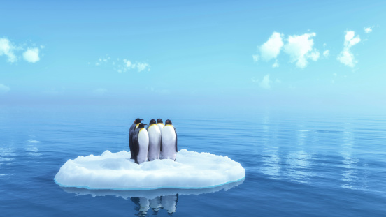 In the Antarctic Peninsula. Penguins are often found on icebergs where they are relatively safe from seals. Here they are maintaining their balance as the run using their flippers. Photo made at Paradise Bay on the peninsula.