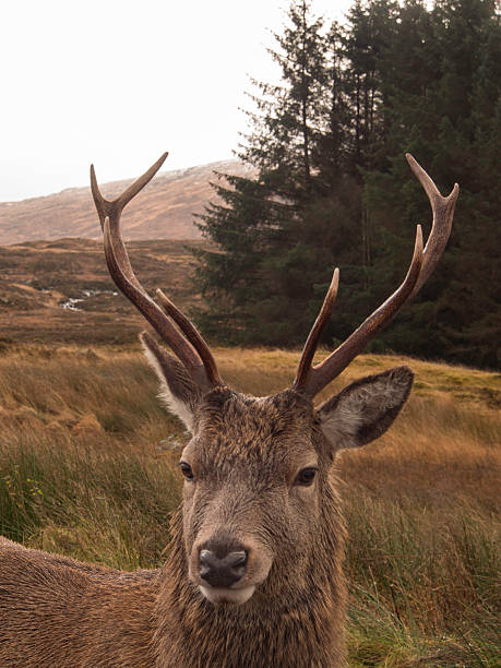 istock Red deer stag in Glencoe, Scotland. 452629097