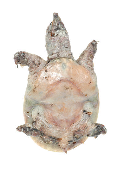 istock turtle dead of white spot disease 452632473