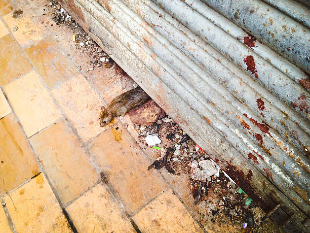 istock Dirty Rat Scavenging for food 452637011