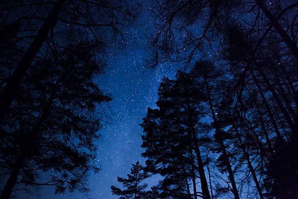 istock beautiful night sky,  Milky Way and the trees 452646079