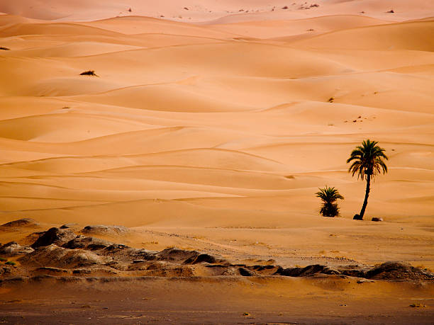 istock Palm in the sand desert 452646555