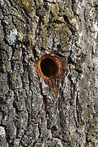 istock woodpecker nest - Woodpecker bird's nest 452651923
