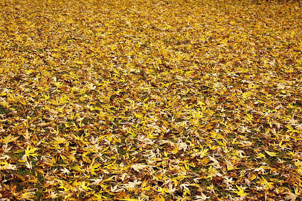 istock Natural background with autumn leaves 452655861