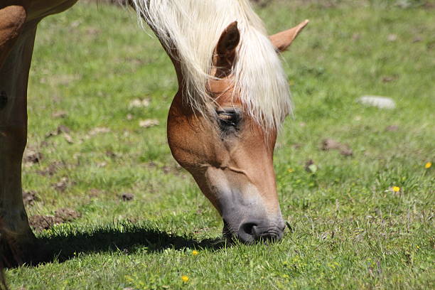 istock Horse in a Field 452656351