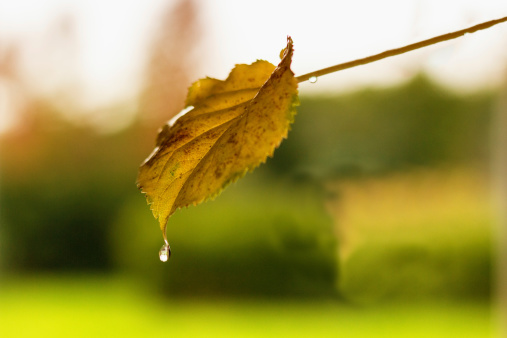 Shot of a dry leaf after the rain during Autumn season.