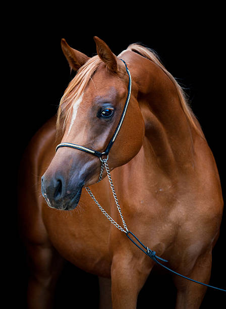 istock Chestnut horse isolated on black background. 452657273