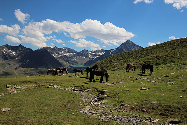 cavalos nas montanhas alpinas, schwarzmoos, kuehtai, tirol, áustria - horse herd togetherness connection imagens e fotografias de stock