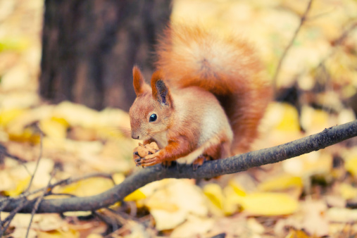 Squirrel in autumn park