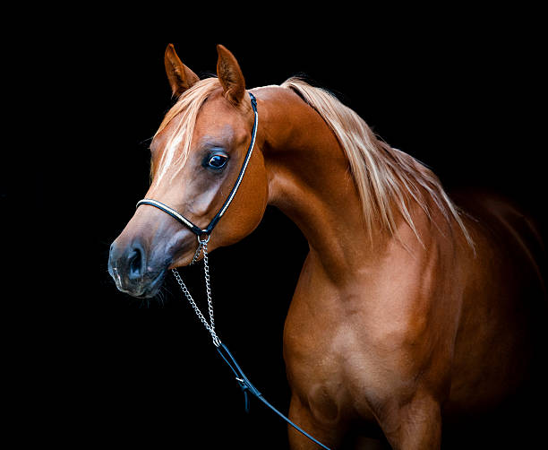 チェスナッツの馬の黒い背景に分離します。 - arabian horse ストックフォトと画像