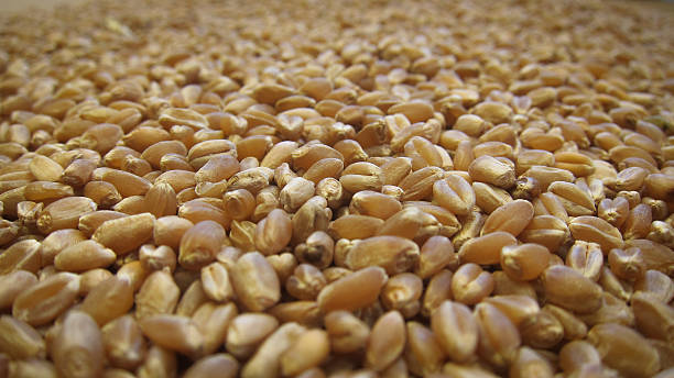 Red Spring Wheat stock photo