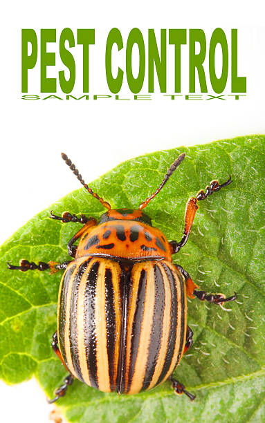 「コロラドポテトビートル（leptinotarsa decemlineata ) - ladybug insect leaf beetle ストックフォトと画像