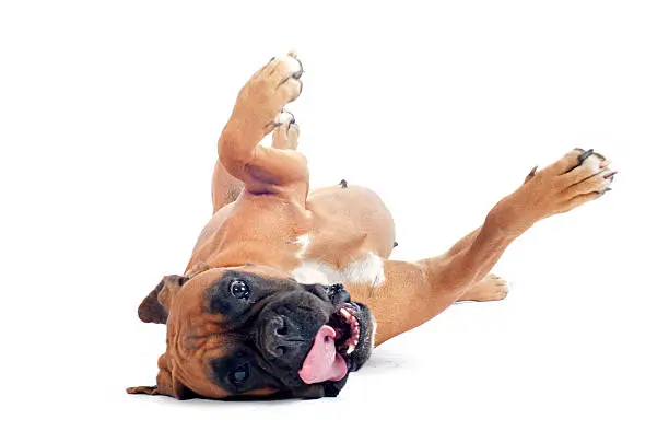 Photo of Boxer dog rolling on the ground with white background