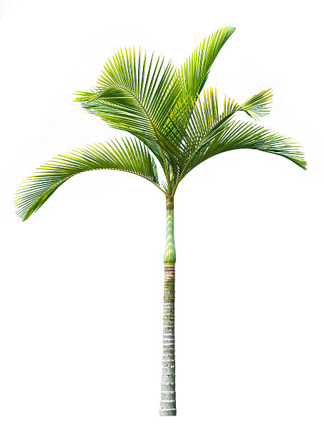 palm tree isolated on white stock photo
