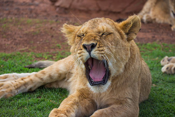 istock Yawning Lion Cub Portrait 2 452669343
