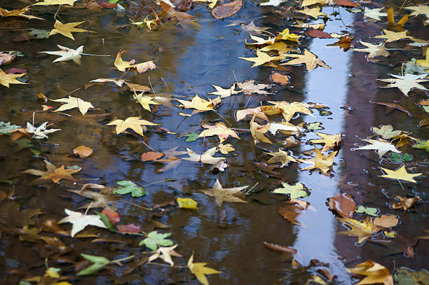 istock Autumn leaves in a puddle 452669415