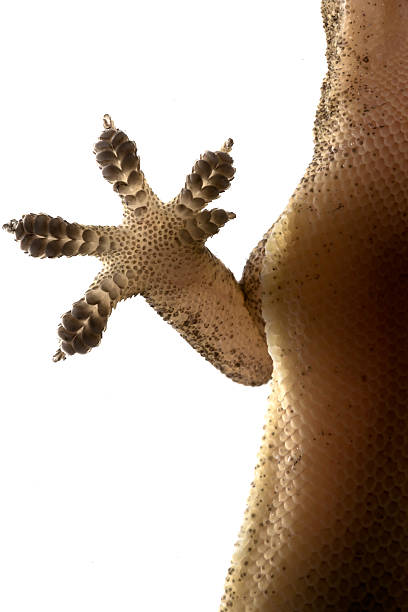 Gecko feet macro macro image of gecko feet reptile feet stock pictures, royalty-free photos & images
