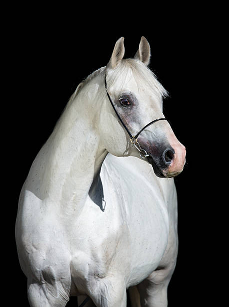 istock White horse isolated on black background, Arabian stallion. 452673013