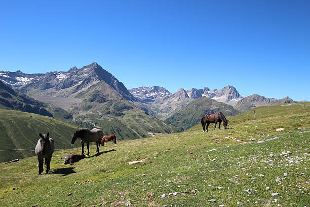 cavalos no prado perto de alpine lakes schwarzmoos, kuehtai, tirol, áustria - horse herd togetherness connection imagens e fotografias de stock