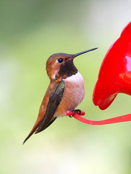 istock Rufous Hummingbird on a Feeder 452676923