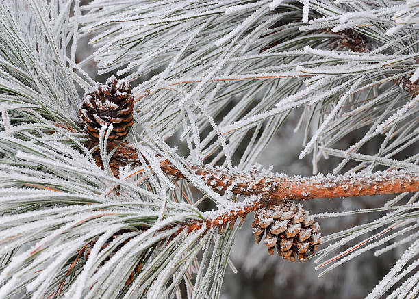 HoarfrostPine stock photo