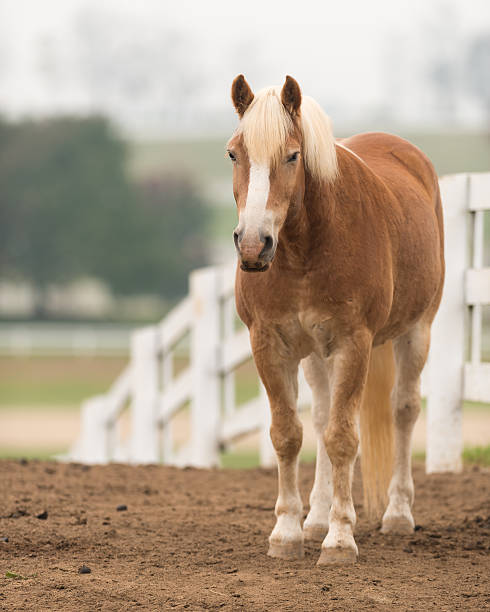 caballo belga - belgian horse fotografías e imágenes de stock