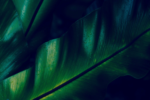 Verde helecho tropical en primer plano de rocío photo