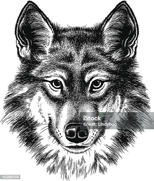 Wolf Portrait Stock Illustration - Download Image Now - Siberian Husky, Engraved Image, Etching