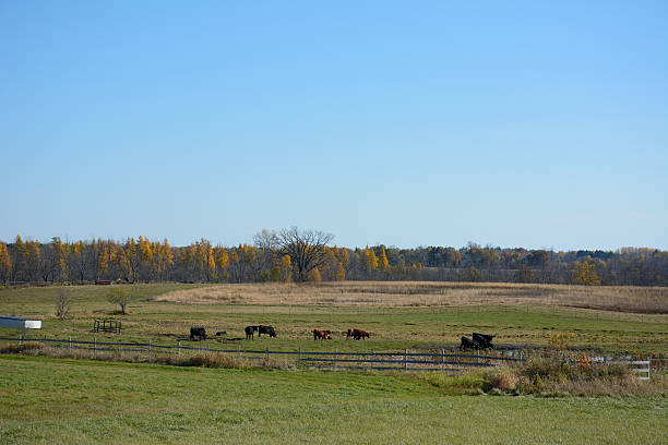 Rural Farm in Minnesota with cows stock photo