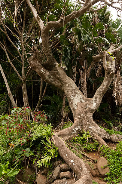 istock Gnarled tree at the Iao Needle State Park on Maui. 452680777