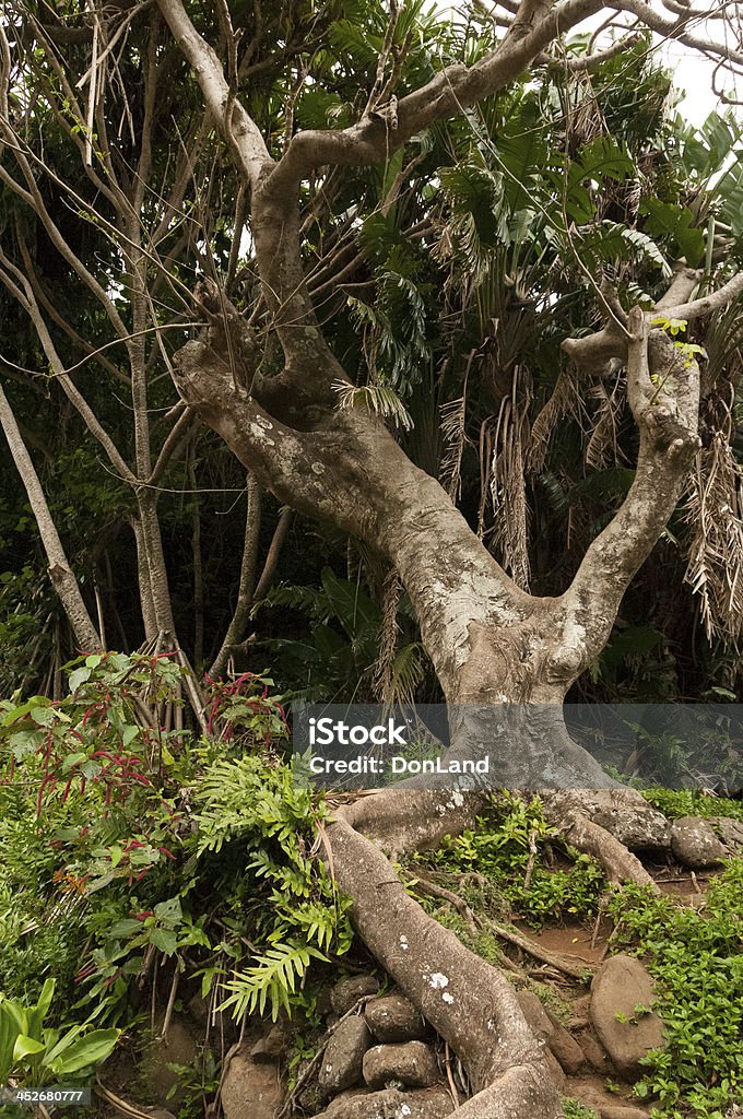 Gnarled tree at the Iao Needle State Park on Maui. Close up of a gnarled tree at the Iao Needle State Park on Maui, Hawaii, USA Acute Angle Stock Photo