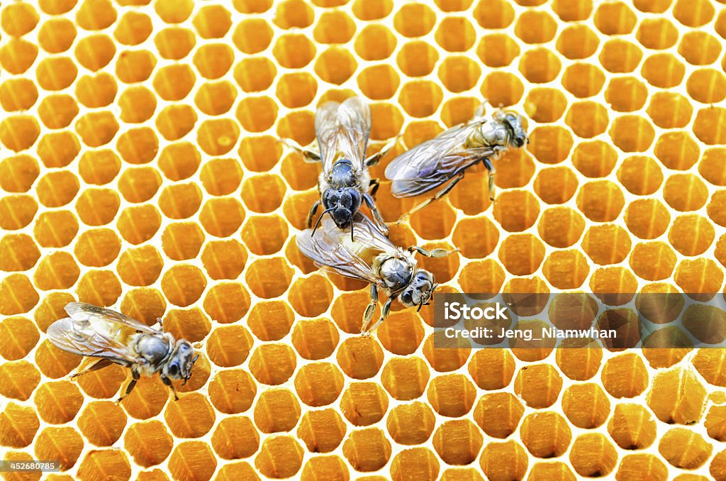 Bienen und Honig Zellen - Lizenzfrei Aktivitäten und Sport Stock-Foto