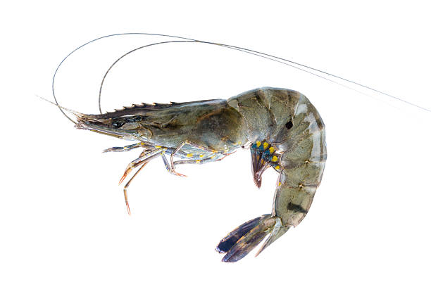 Fresh sea shrimp stock photo