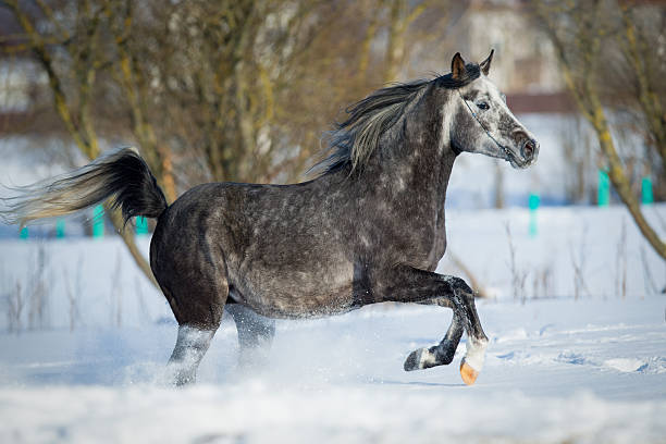 istock Gray horse runs in winter, Arabian stallion. 452681515