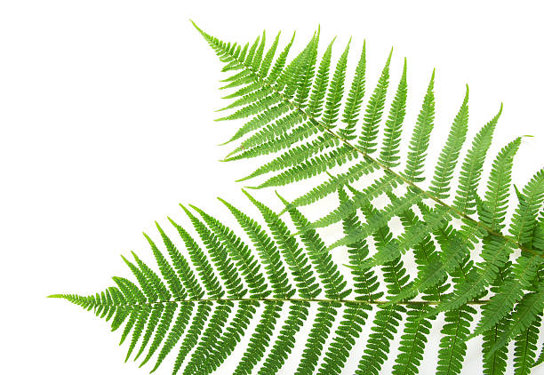 istock Two green leaves of fern 452684309