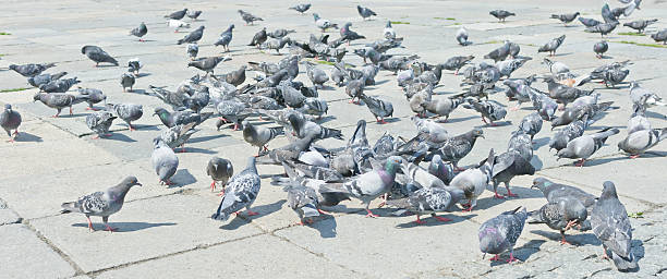 istock Pigeons on city street 452684543