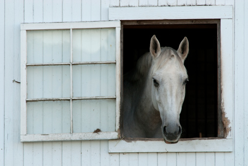 A white horse looking out the window of a white barn. Too bad it wasn't during the winter, I could have squeezed another 