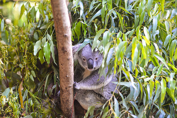 Koala in a tree stock photo