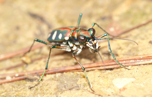 tiger beetle bug insect on ground