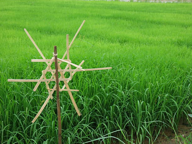 malha de madeira de campo de arroz de - reisanbau imagens e fotografias de stock