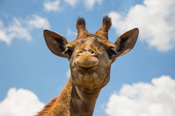 istock Giraffe Close Up Against Blue Sky 452687373