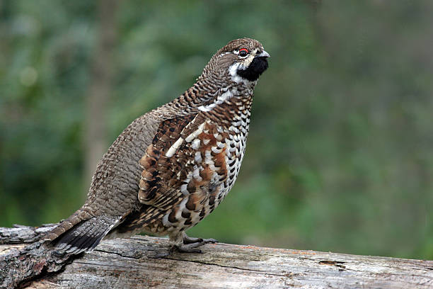 Haselhuhn, Tetrastes bonasia, Hazel Grouse stock photo