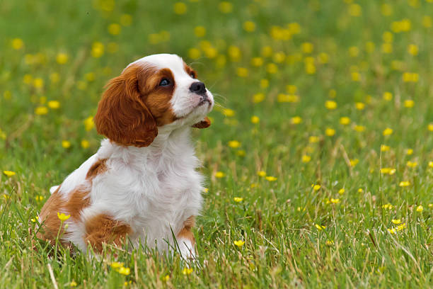 istock Cavalier King Charles Spaniel Puppy 452688491