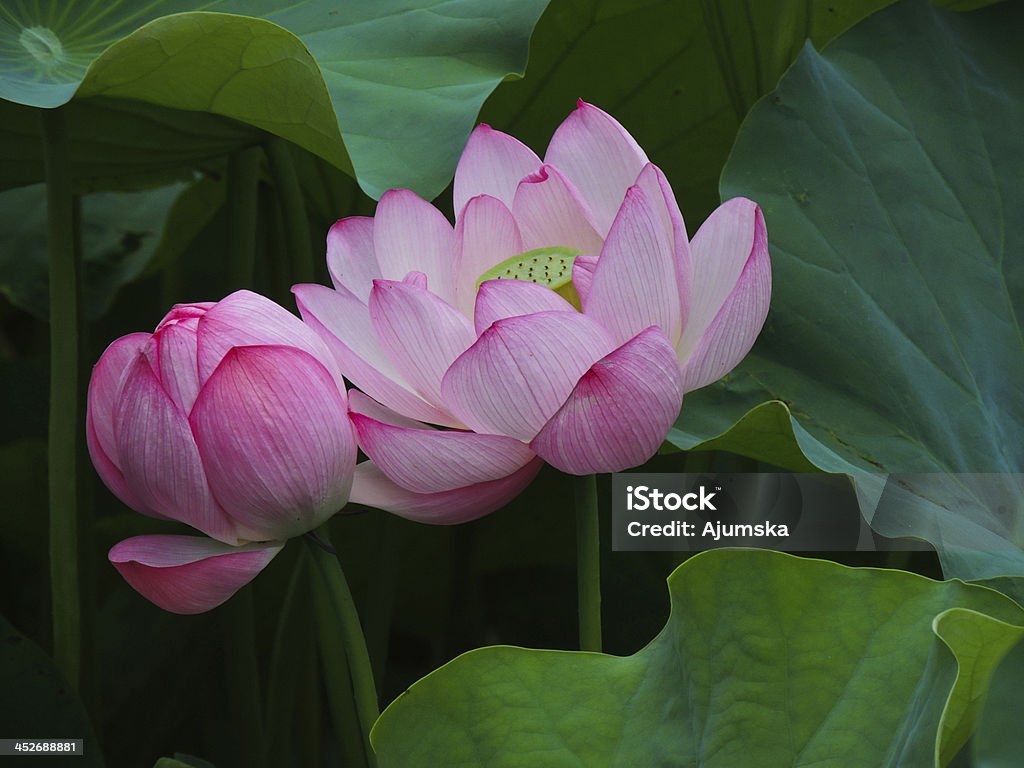 Lotus Flower Summer in Japan Flower Stock Photo