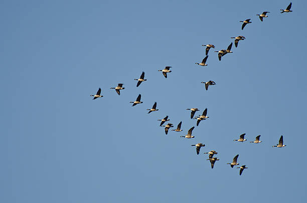 istock Large Flock of Canada Geese Flying in Blue Sky 452689257