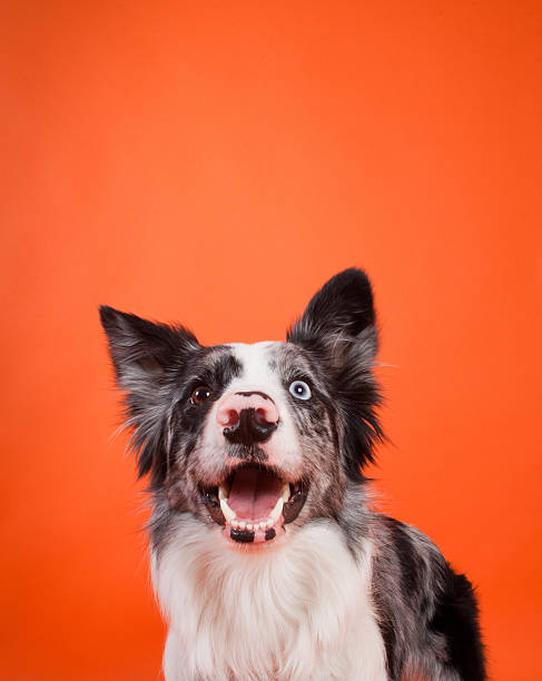 istock Happy Border Collie Dog on Orange Background 452690015